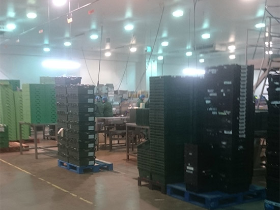 Food Packing Plant LED Lighting Case Study - Zone 3 - Before